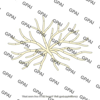 Fungal hyphae