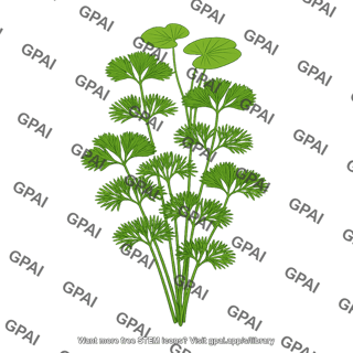 Cabomba aquatica