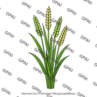 Cereal crop