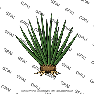Isoetes gunnii