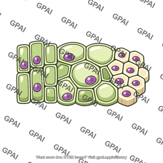 Mature tissue