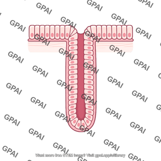 Intestinal crypt