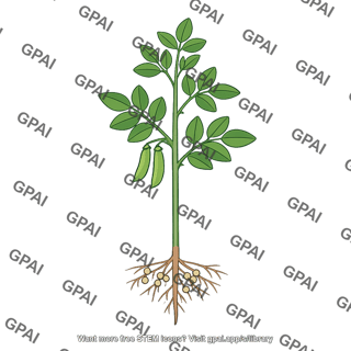Legume plant