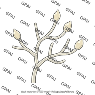 Phytophthora infestans