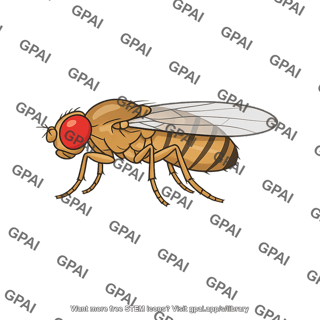 Drosophila adult