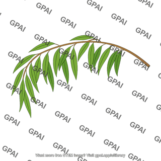 Willow branch