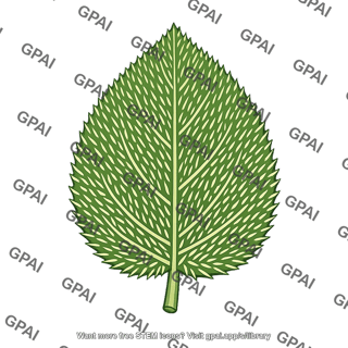 Leaf hairy