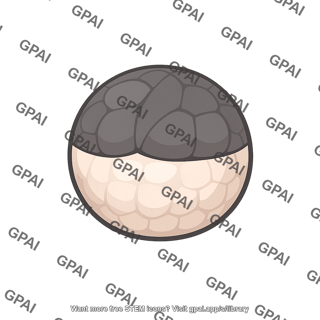 Amphibian embryo