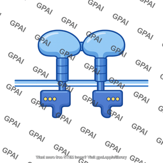 Receptor tyrosine kinase dimer