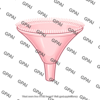 Ciliated funnel