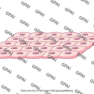 Squamous epithelium