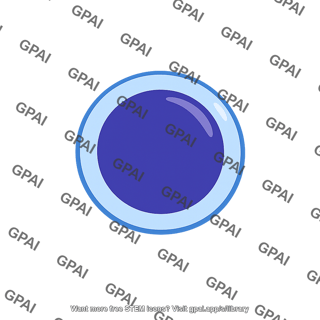 B lymphocyte