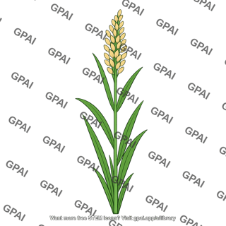 Cereal plant