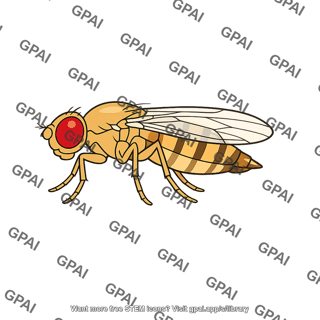 Fruit fly female