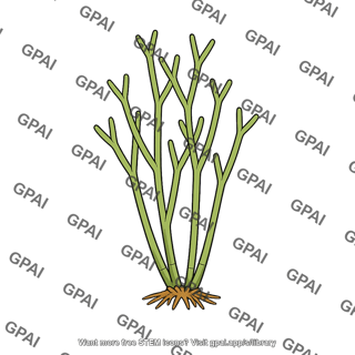 Aglaophyton