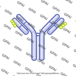 Antibody fluorescent labeled