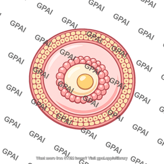 Follicle
