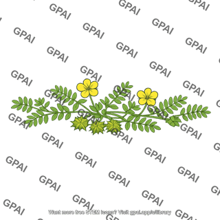Puncture vine tribulus terrestris