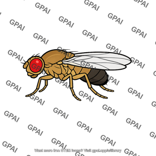 Drosophila red eyed male