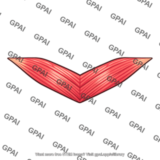 Chevron muscle segment