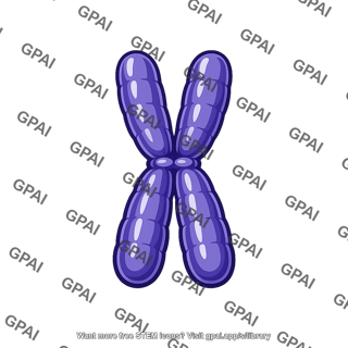 Prometaphase chromosome