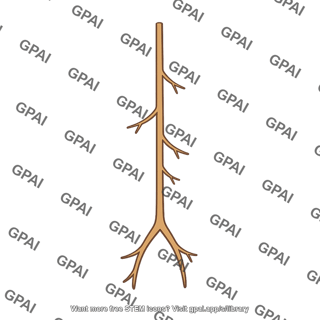Lycophyte root