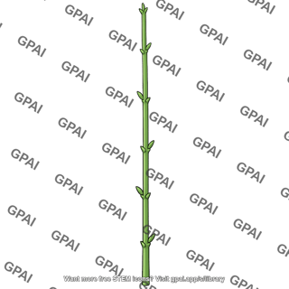 Stem tall