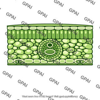 Tea leaf cross section
