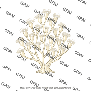 Polyp colony