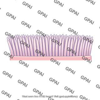Cilia