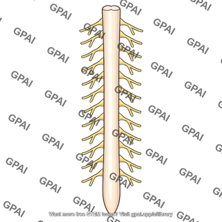 Spinal cord with spinal nerves