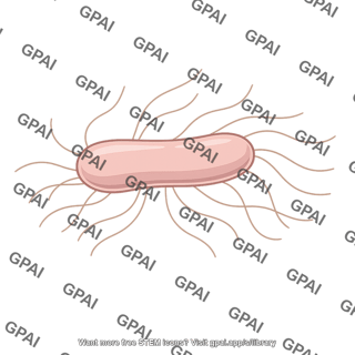 Salmonella typhi