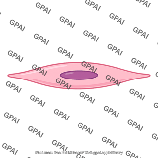 Smooth muscle cell