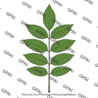Compound leaf