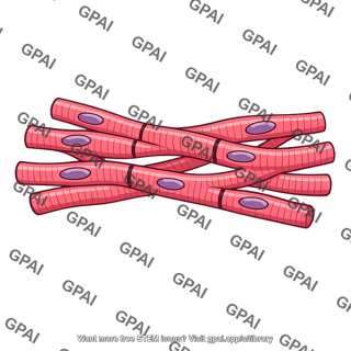 Cardiac muscle tissue