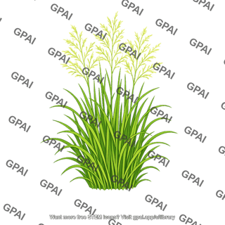Switchgrass