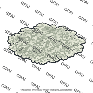 Lichen crustose