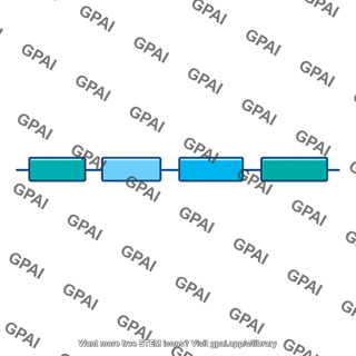 Alpha globin gene