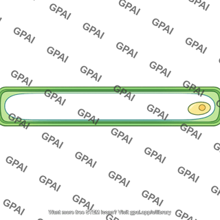 Plant cell elongating