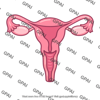 Female reproductive tract
