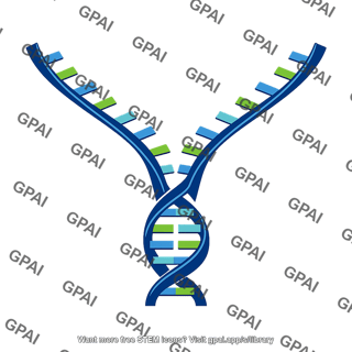 Dna replication fork open