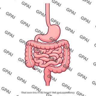 Human alimentary canal