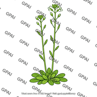 Arabidopsis plant bolting