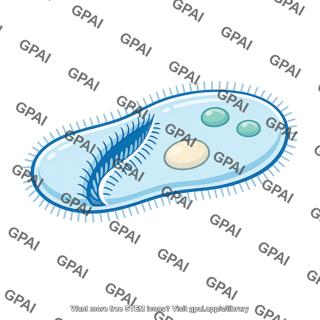 Oral groove