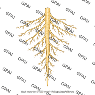 Branching root system