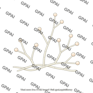 Fungus zoopagomycete