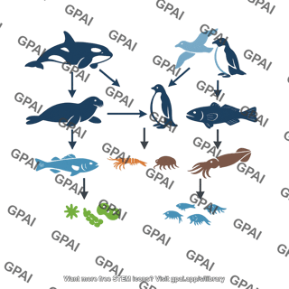 Antarctic marine food web
