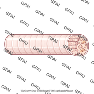 Glycolytic fiber
