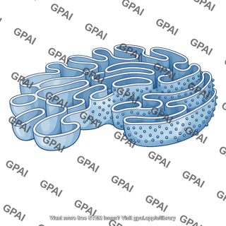 Endoplasmic reticulum