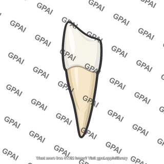 Carnivore incisor